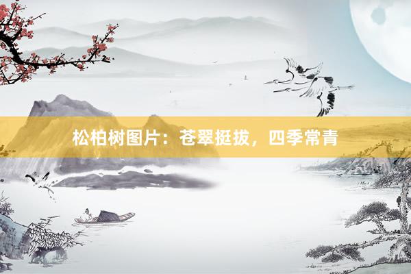 松柏树图片：苍翠挺拔，四季常青